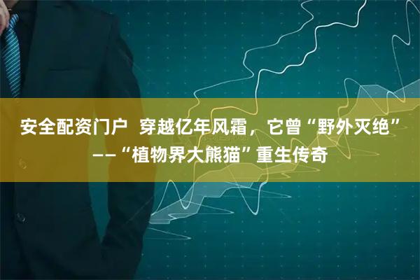 安全配资门户  穿越亿年风霜，它曾“野外灭绝”——“植物界大熊猫”重生传奇